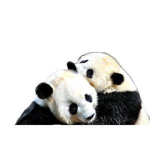 Two Pandas Hugging In Front Of Tree During Day – cat PNG with transparent background