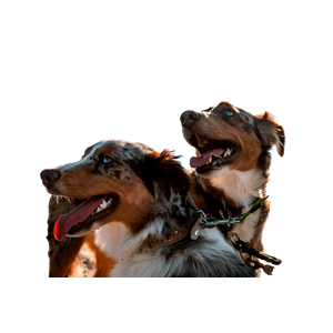 Two Short Coated Dogs – cat PNG with transparent background