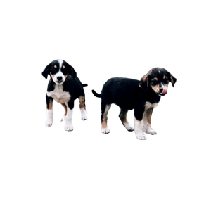 Two Short Coated Tri Color Puppies Walking On Ground