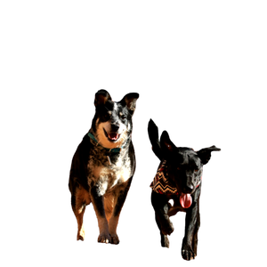 Two Small And Adult Dog On Stone – cat PNG with transparent background