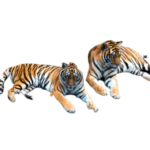 Two Tigers Are Laying Down In The Grass - Cat PNG image with transparent background