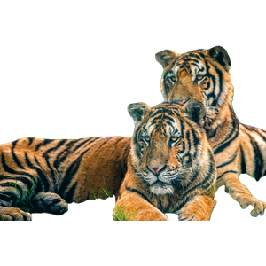 Two Tigers Are Laying Down In The Grass 1 - Cat PNG image with transparent background