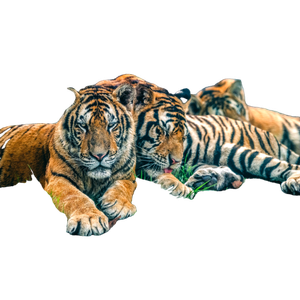 Two Tigers Are Laying Down In The Grass 2 - Cat PNG image with transparent background