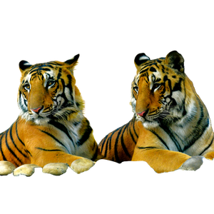 Two Tigers Sitting Next To Each Other On A Rock - Cat PNG image with transparent background