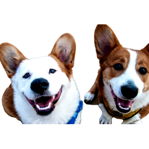 Two White And Tan Dogs – cat PNG with transparent background