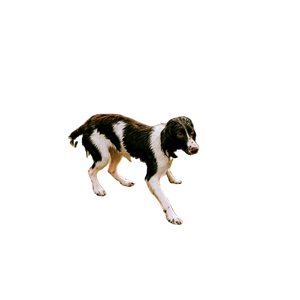 Wet Black And White Dog Near Body Of Water – cat PNG with transparent background