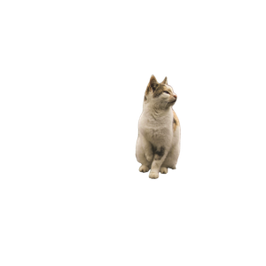 White, Black, And Brown Cat – cat PNG with transparent background