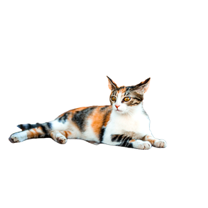White, Brown, And Black Cat On Bricks Flooring – cat PNG with transparent background