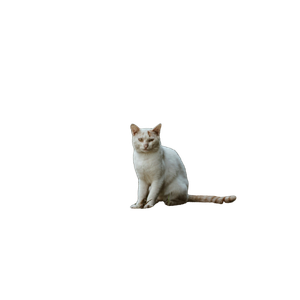 White – cat PNG with transparent background