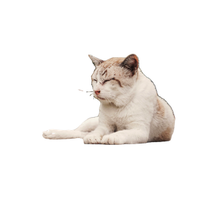 White And Beige Cat Resting On Concrete Slab – cat PNG with transparent background
