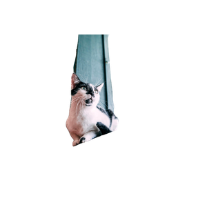 White And Black Beside Window – cat PNG with transparent background