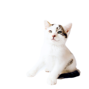 White And Black Cat – cat PNG with transparent background