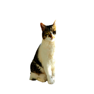 White And Black Cat Looking Out The Window - Cat PNG image with transparent background