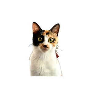 White And Black Cat On Blue And White Textile - Cat PNG image with transparent background