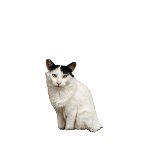 White And Black Cat On Brown Grass - Cat PNG image with transparent background
