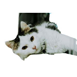 White And Black Cat On White Surface – cat PNG with transparent background