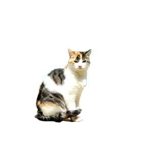 White And Black Cat Sitting On Concrete Floor - Cat PNG image with transparent background