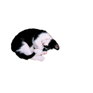 Cat PNG image: White And Black Cat Sleeping On Brown Wicker Basket - transparent background