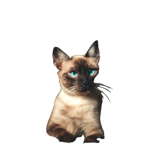 Cat PNG image: White And Black Cat With Black Background - transparent background