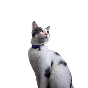 Cat PNG image: White And Black Cat With Blue Collar - transparent background