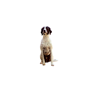 White And Black Dalmatian Dog Near House – cat PNG with transparent background