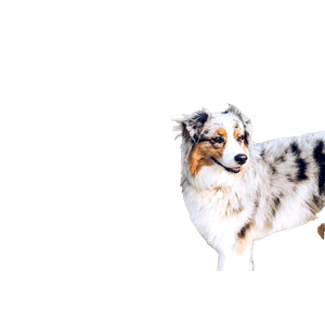 White And Black Dog – cat PNG with transparent background