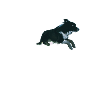White And Black Dog Jumping Forward – cat PNG with transparent background