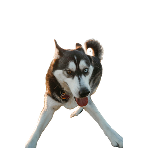 White And Black Dog On Grass Field – cat PNG with transparent background