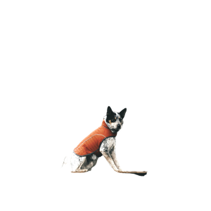 White And Black Dog Swinging – cat PNG with transparent background