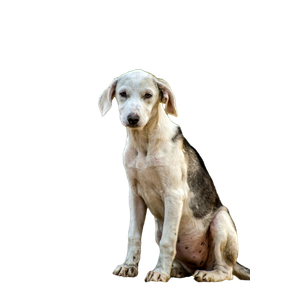 White And Black Mountain Cur Puppy – cat PNG with transparent background