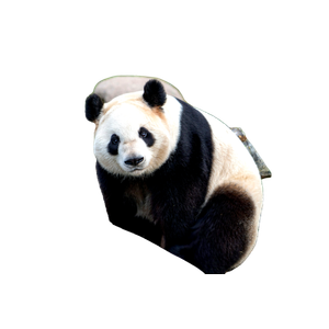 White And Black Panda On Brown Wooden Fence During Daytime – cat PNG with transparent background