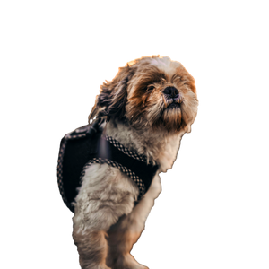 White And Black Shih Tzu – cat PNG with transparent background