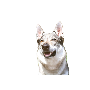 White And Black Short Coated Dog – cat PNG with transparent background