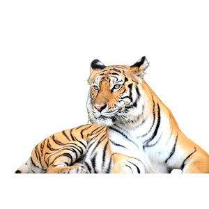 White And Black Tiger Lying On Gray Rock In Closeup Photography - Cat PNG image with transparent background