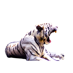 White And Black Tiger Lying On Ground 1 - Cat PNG image with transparent background