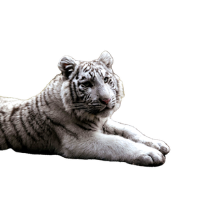 White And Black Tiger Near Body Of Water - Cat PNG image with transparent background