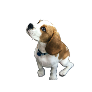 White And Brown Beagle – cat PNG with transparent background