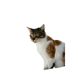 White And Brown Cat – cat PNG with transparent background