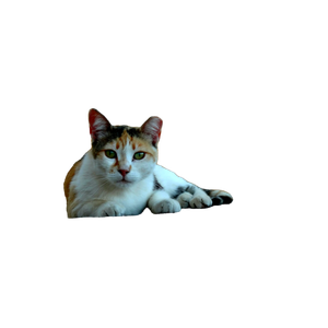 White And Brown Cat Lying On Gray Concrete Floor - Cat PNG image with transparent background