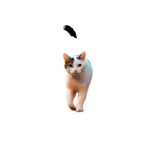 White And Brown Cat On Blue Floor – cat PNG with transparent background