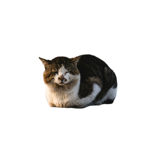 White And Brown Cat On Brown Rock - Cat PNG image with transparent background