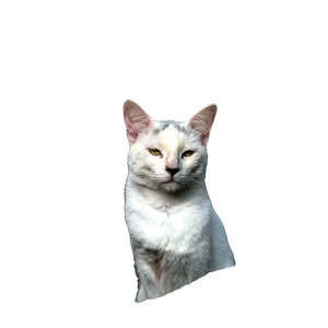 White And Brown Cat On Brown Tree – cat PNG with transparent background