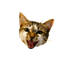White And Brown Cat With Mouth Open – cat PNG with transparent background