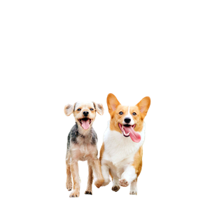 White And Brown Corgi Besides Brown Dog – cat PNG with transparent background
