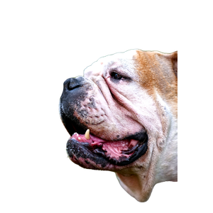 White And Brown Dog – cat PNG with transparent background