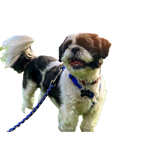 White And Brown Dog With Leash – cat PNG with transparent background