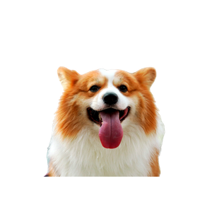 White And Brown Long Coated Dog – cat PNG with transparent background
