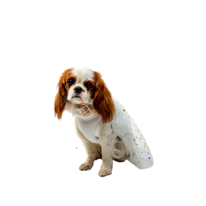 White And Brown Long Coated Small Dog – cat PNG with transparent background