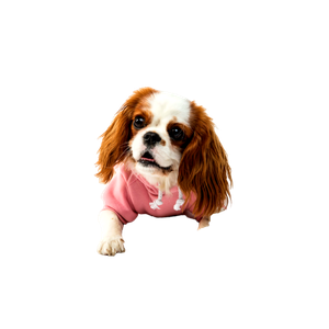White And Brown Long Coated Small Dog – cat PNG with transparent background