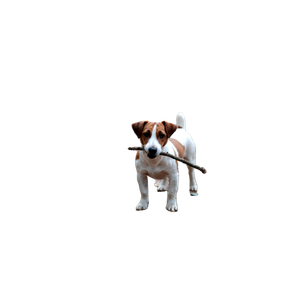 White And Brown Puppy Petching Wood – cat PNG with transparent background